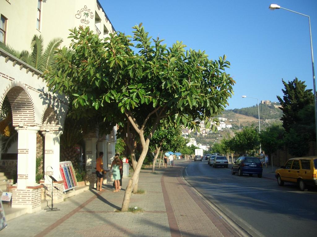 009_Turkey.JPG