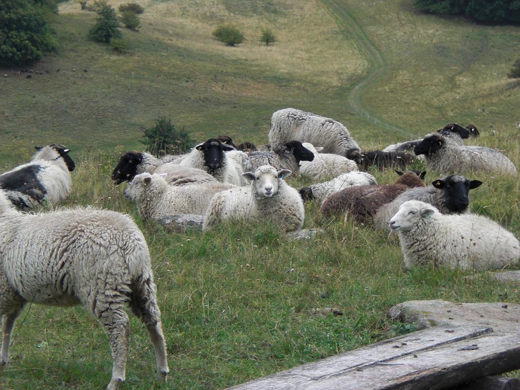 Ruegen_Sep08_053.jpg