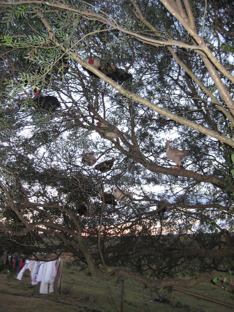 Brasil_2009_101.jpg