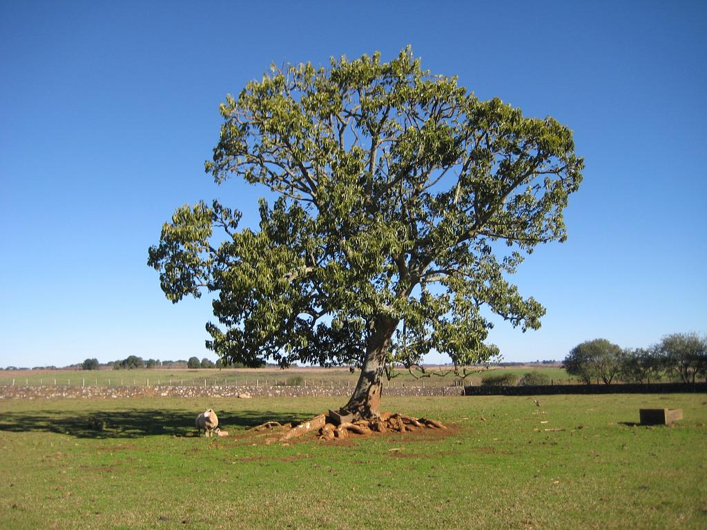 Brasil_2009_177.jpg
