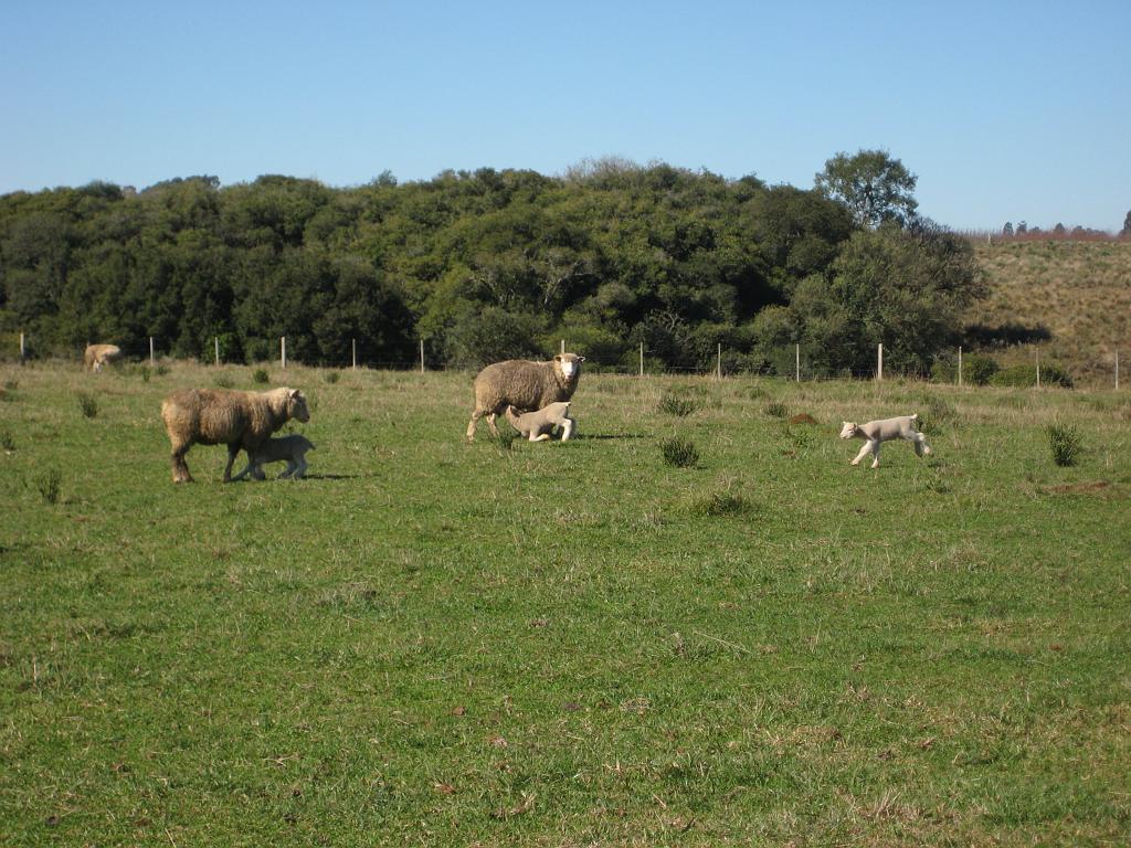 Brasil_2009_360.jpg