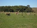 Brasil_2009_360