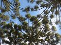 Brasil_2009_417