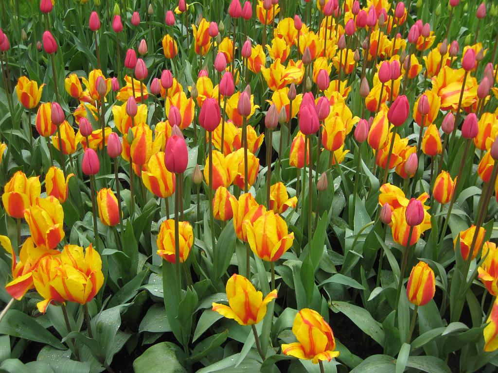 2012_Holland_080.JPG