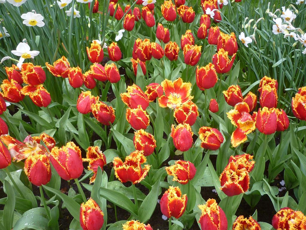 2012_Holland_138.JPG