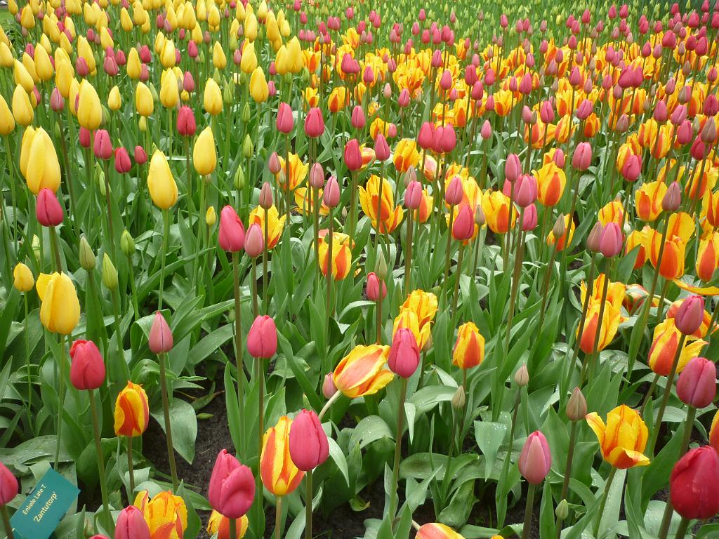 2012_Holland_154.JPG