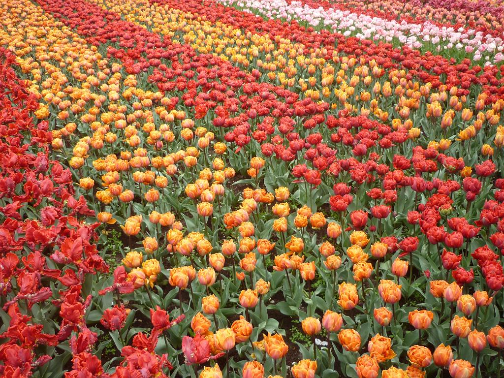 2012_Holland_263.JPG