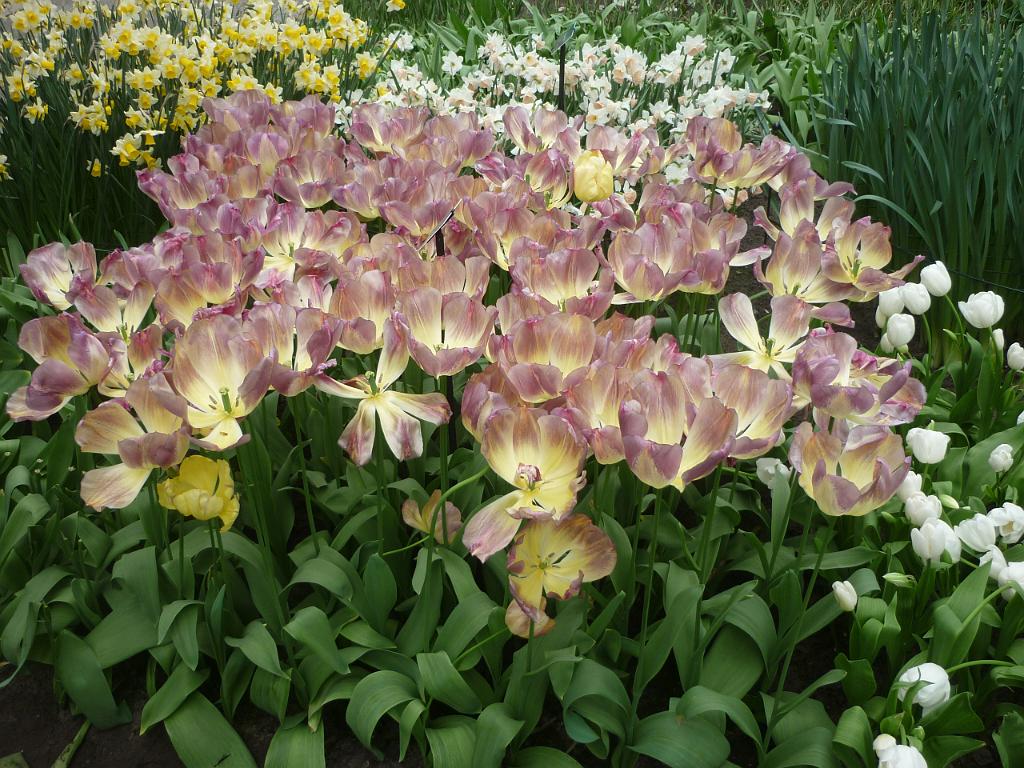 2012_Holland_281.JPG