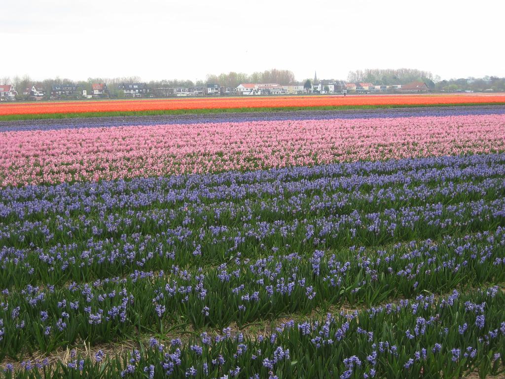 2012_Holland_425.JPG