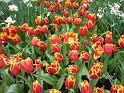 2012_Holland_138