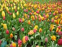 2012_Holland_154