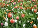 2012_Holland_168