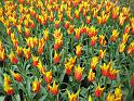 2012_Holland_214