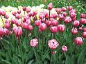 2012_Holland_236