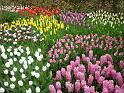 2012_Holland_342