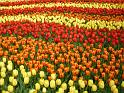 2012_Holland_440