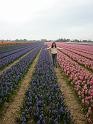 2012_Holland_490