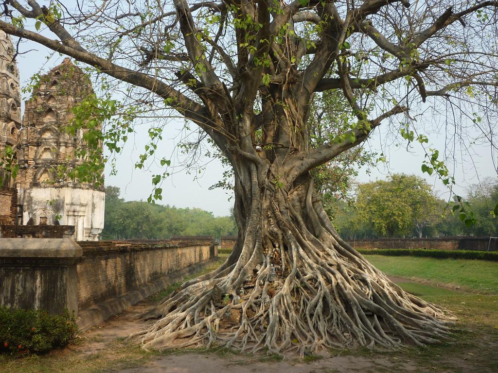 2013_02_Thailand_4_Sukhothai(336).JPG